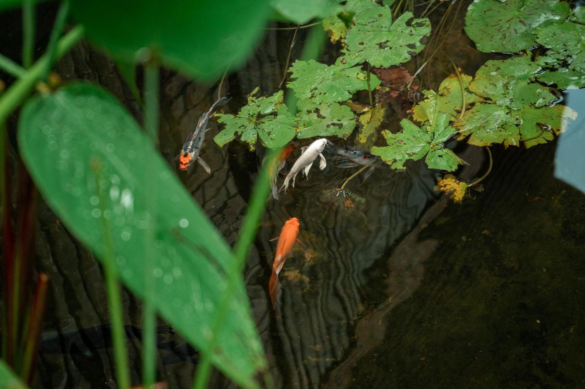 Jungle Sanctuary Hotel เสียมราฐ ภายนอก รูปภาพ